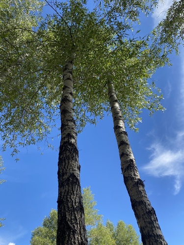 Narrowleaf Cottonwood