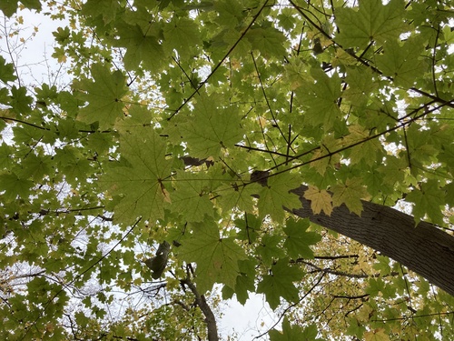 Norway Maple
