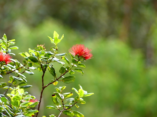 Ohia Lehua