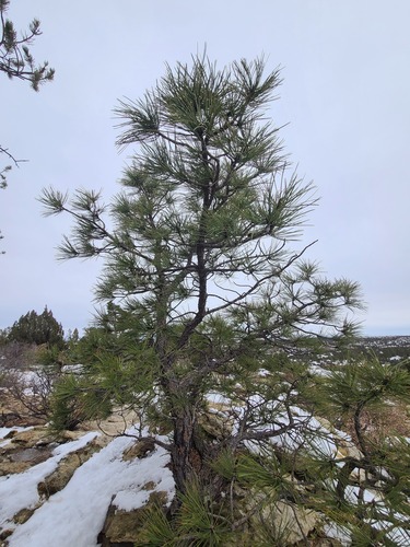 Ponderosa Pine