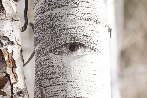 Quaking Aspen