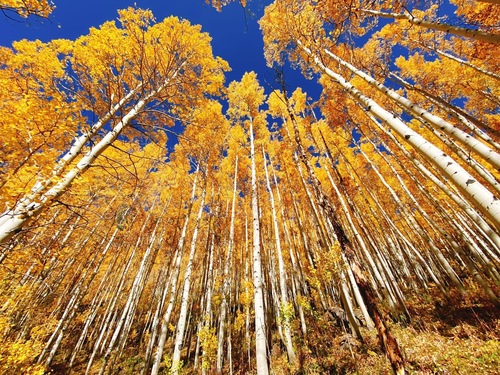 Quaking Aspen