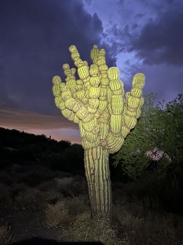 Saguaro Cactus