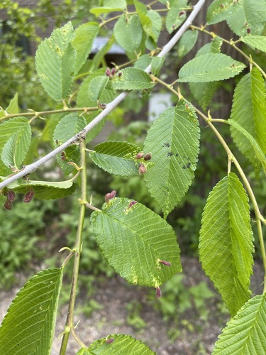 Siberian Elm