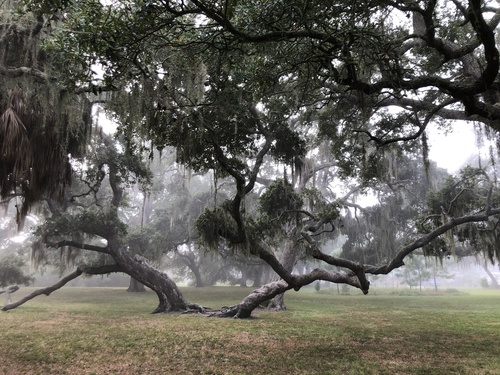 Southern Live Oak