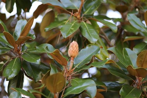 Southern Magnolia