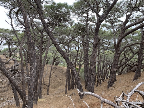 Torrey Pine