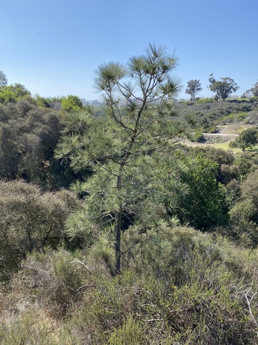Torrey Pine