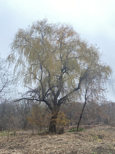 Weeping Willow